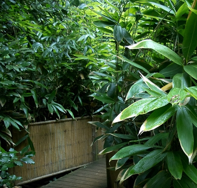 bamboo Sasa palmata Nebulosa